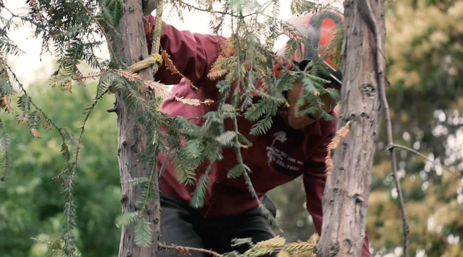 worker in a tree